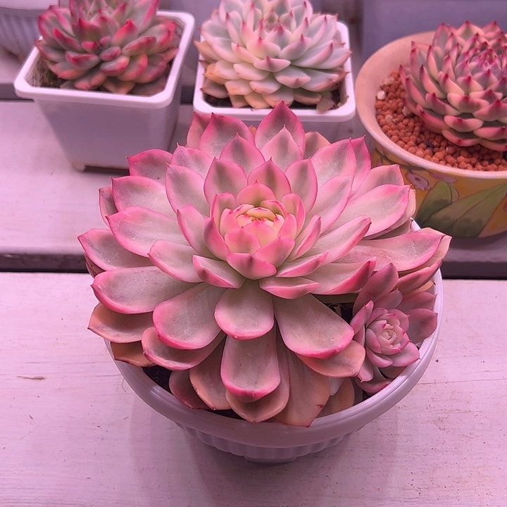 粉水晶锦大单头多肉