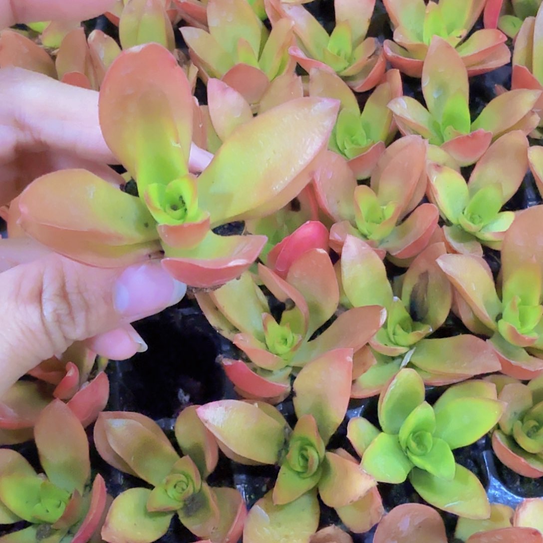 火祭穴苗三颗一组