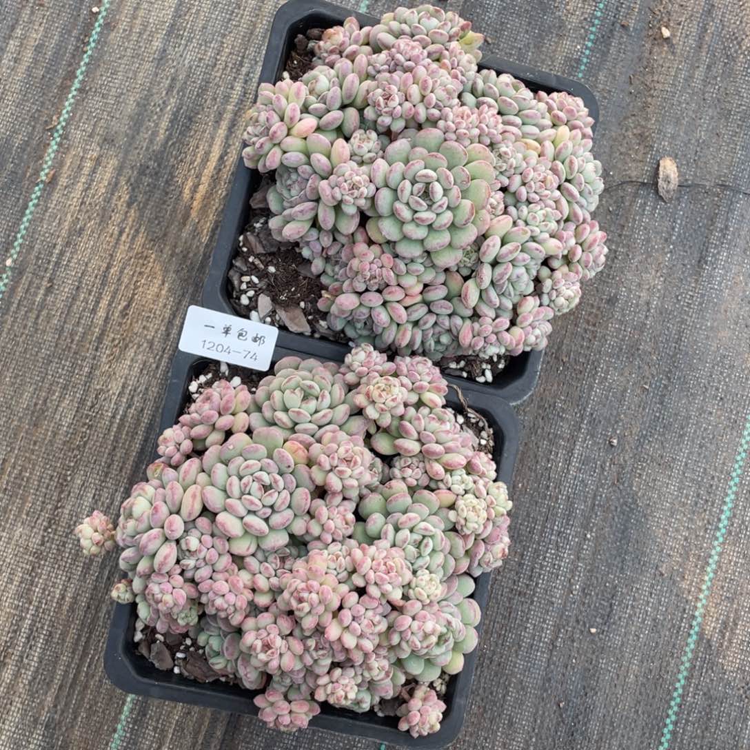 天***语1204-74-萌豆两颗。，，。。。。