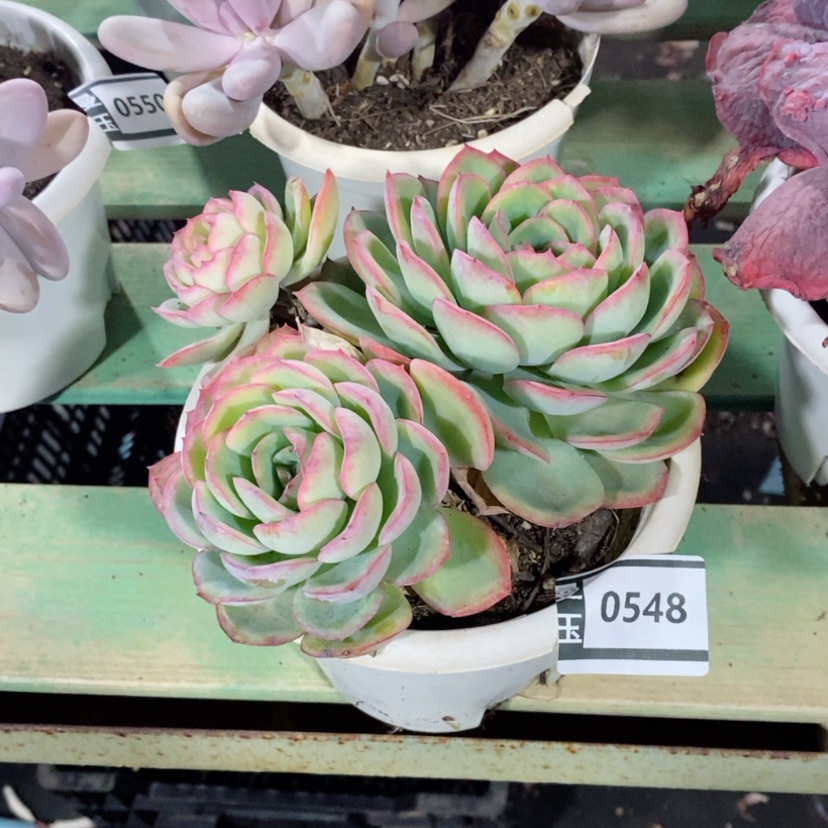 【闪购商品】晨露0548