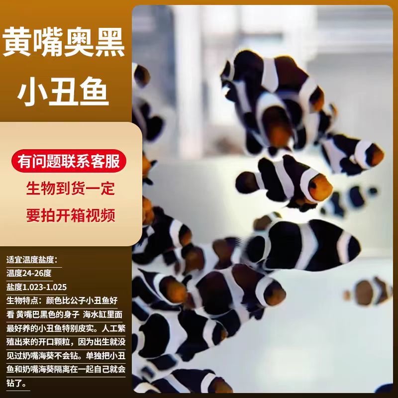 奥黑小丑鱼公子人工小丑鱼海水生物海缸尼莫熊猫雪印毕加索人工繁