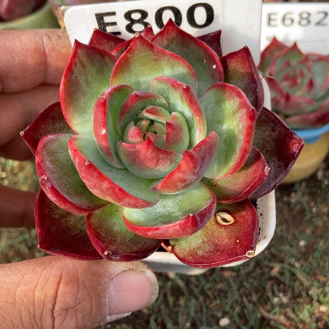 惊鸿一瞥800号多肉植物