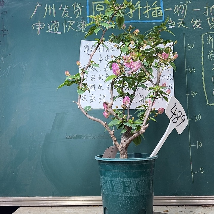 完全开放  魅惑 原生小树头  489
