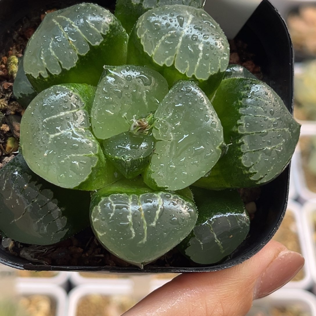 66巨大丸叶姬翠寿福利专场