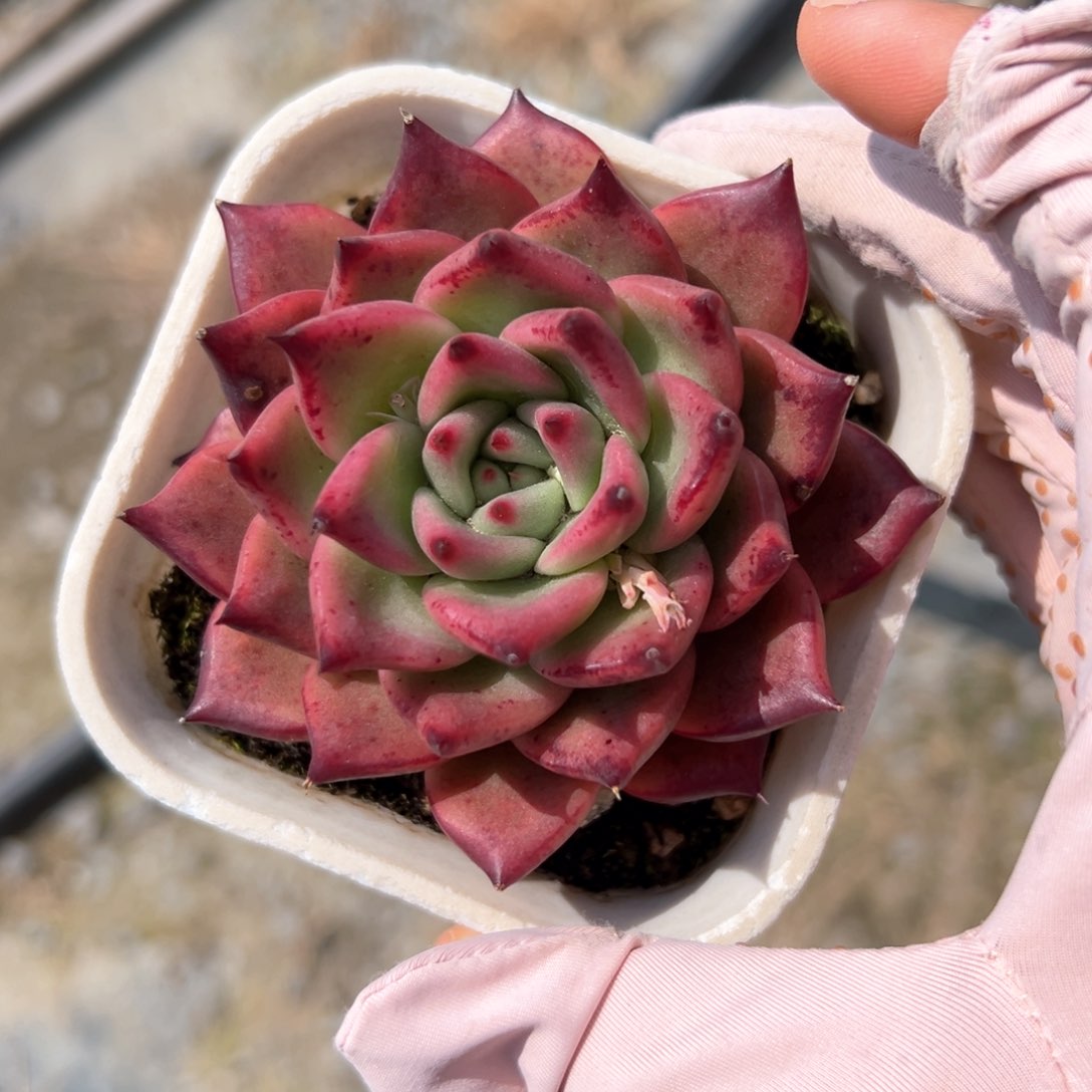 红钻东云（满38包邮）多肉
