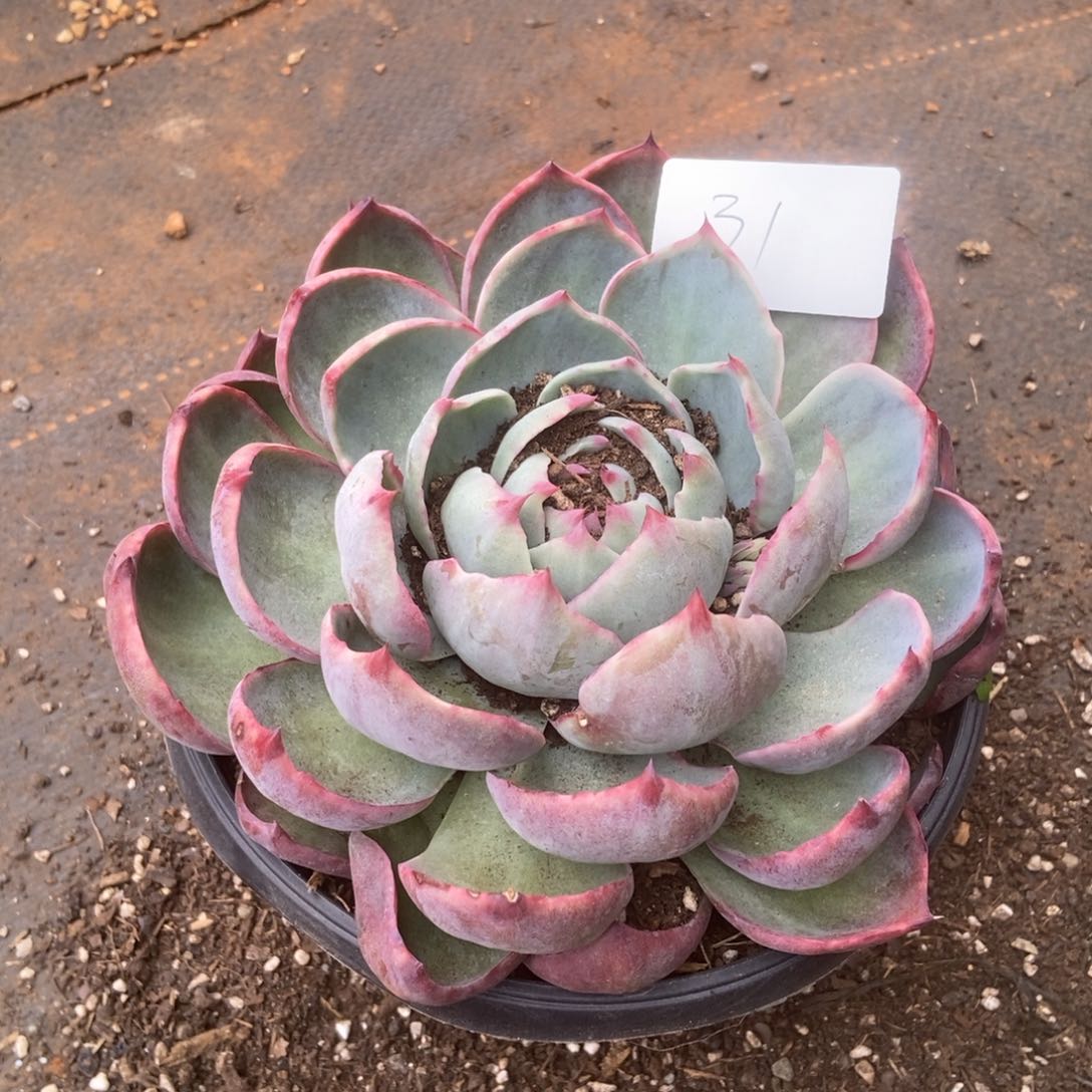 a****i惊鸿31 多肉多肉多肉多肉