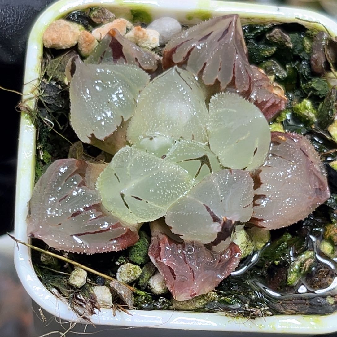 恭喜发财大吉大利537