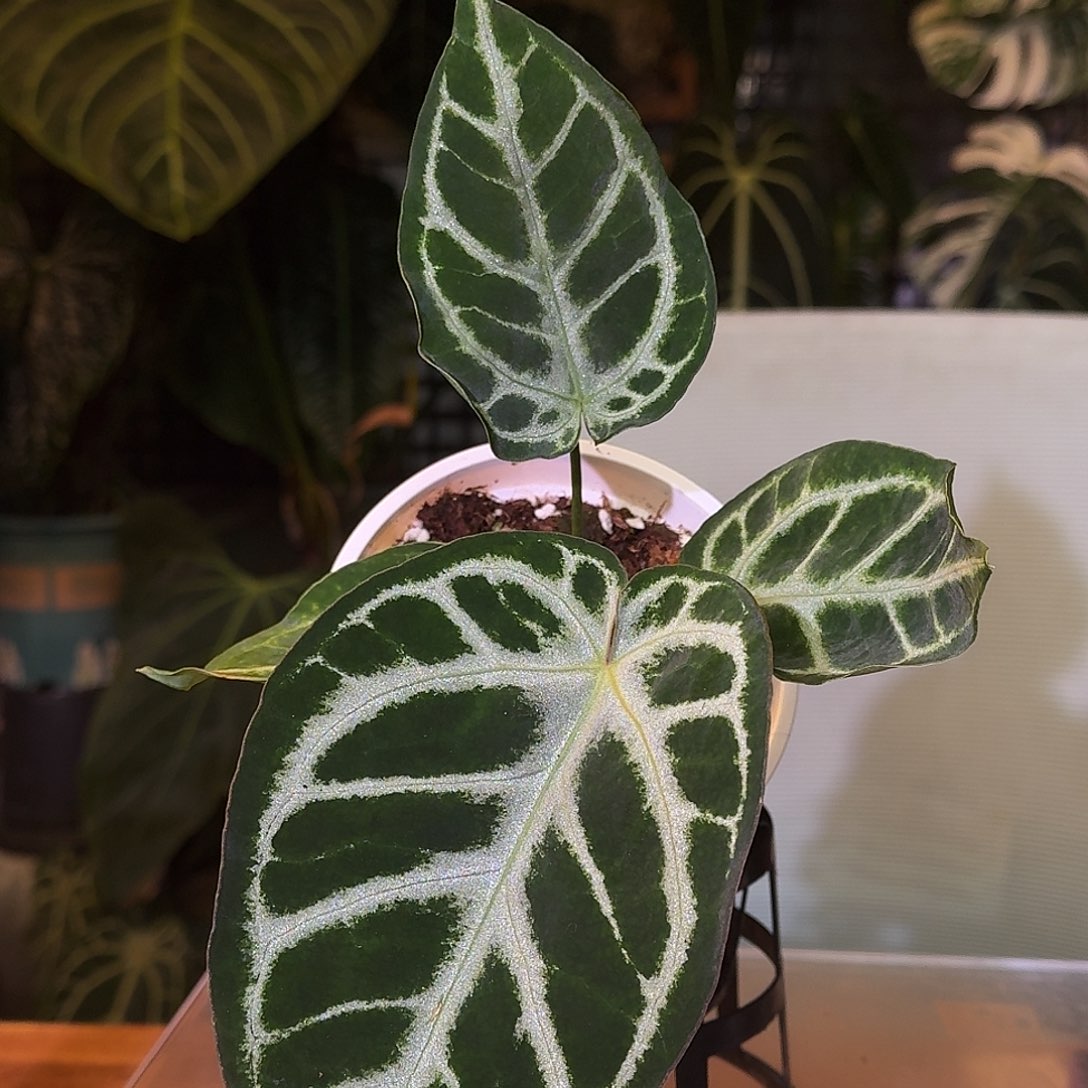 不开花植物M38黑钻石杂银色闪光