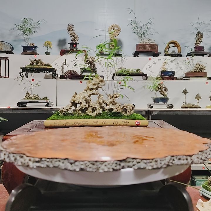 盆景，菖蒲，，，，，，，，