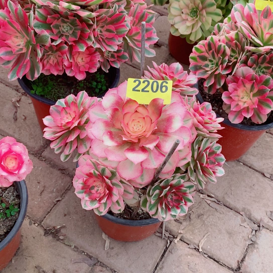 小青城多肉法师2206