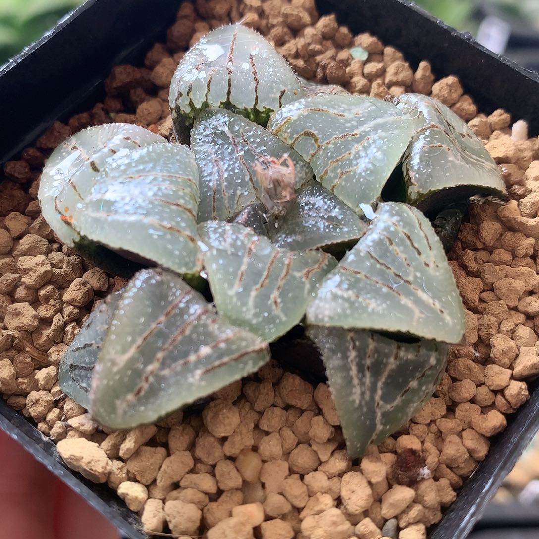 云遮月一物一拍带盆