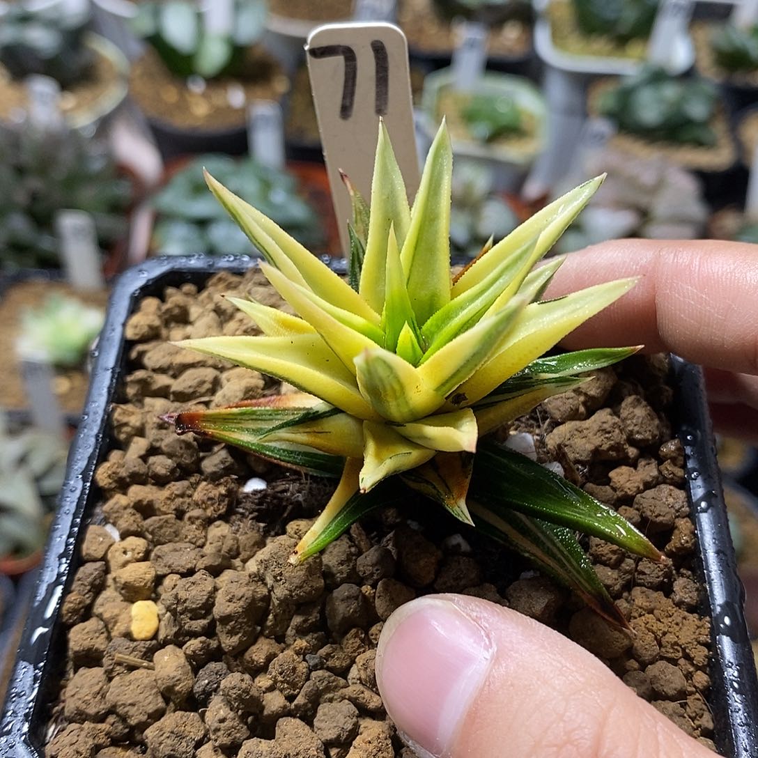 71象牙塔锦十二卷