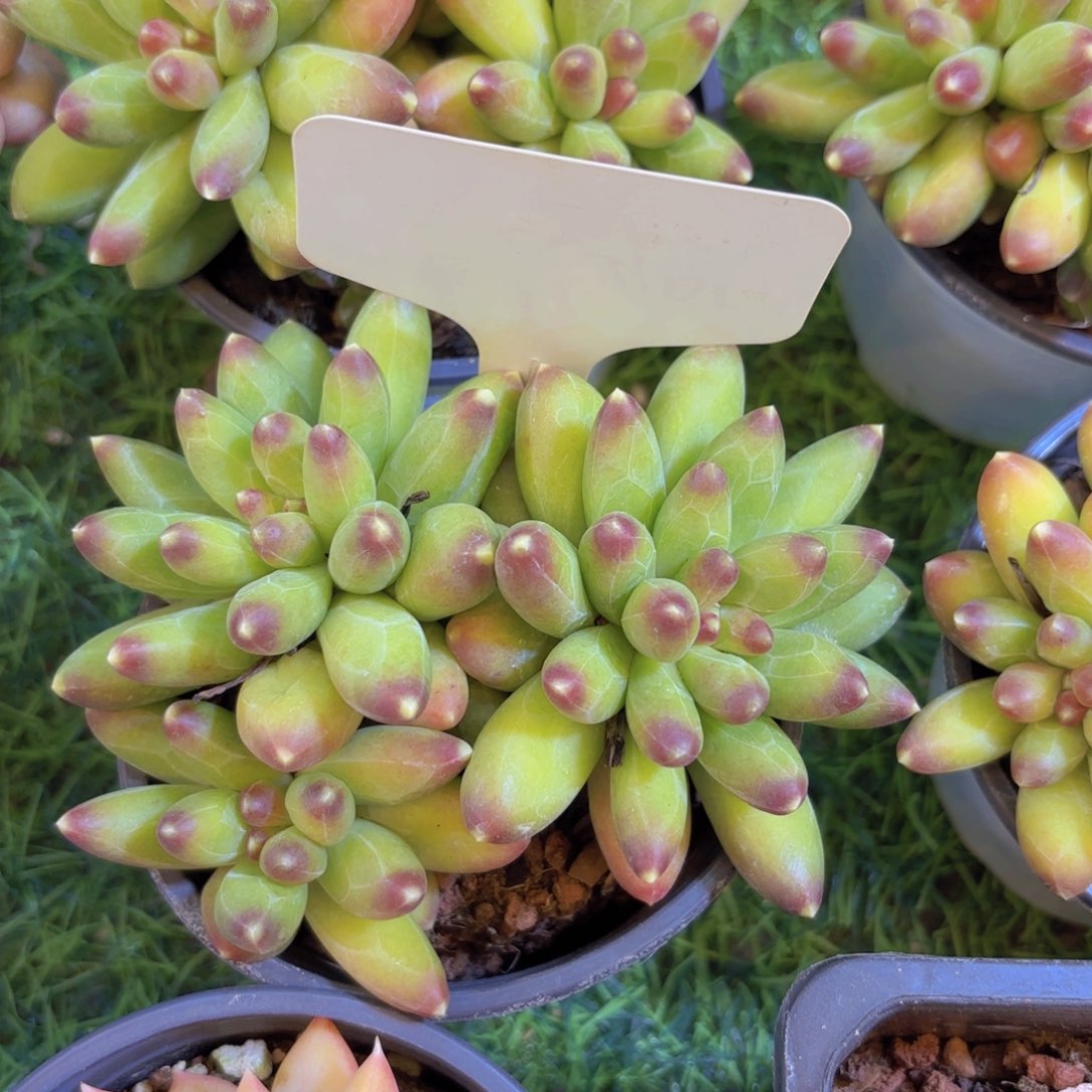 紫***英云南金致家精品多肉