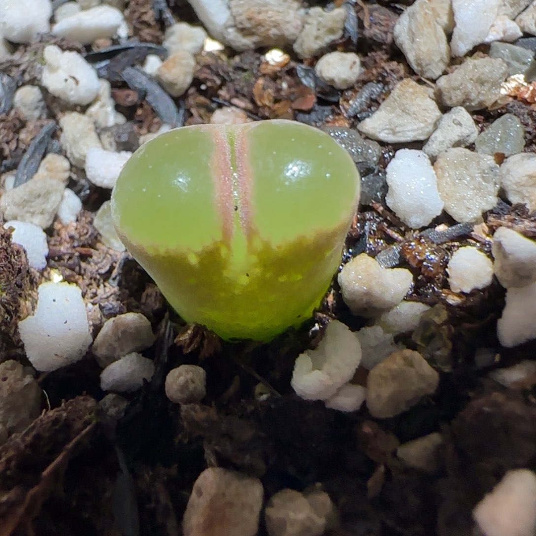 肉锥多肉植物百科6-1797.7风铃715