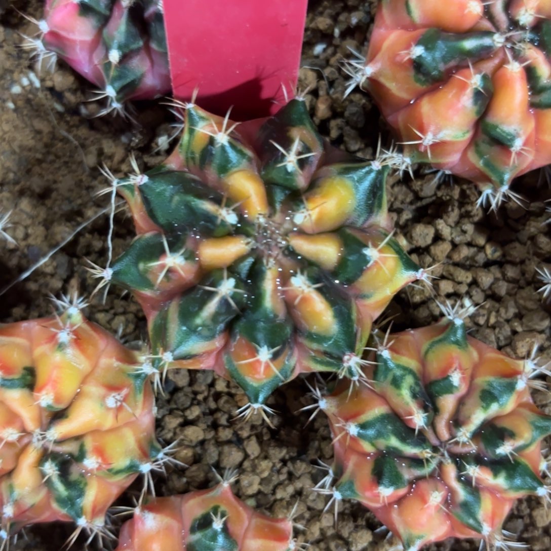 L588-1219泰国发货