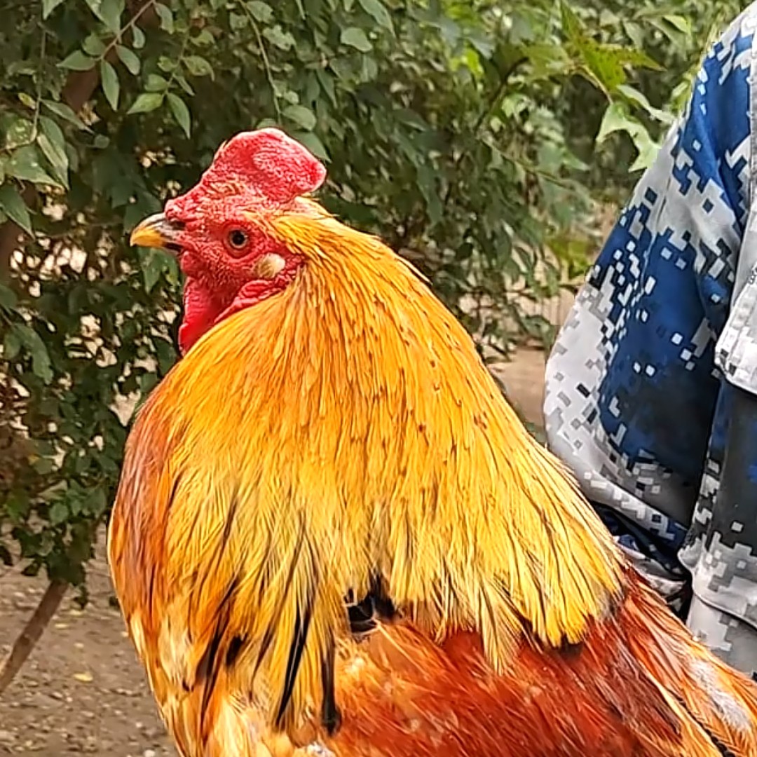 3-5年 东北农村散养 老公鸡 老品种 现抓现宰