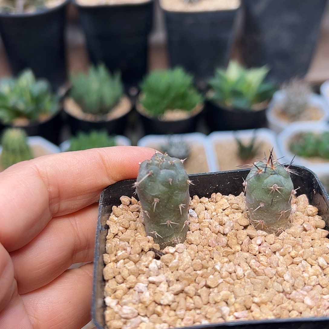 习志野实生球一盆