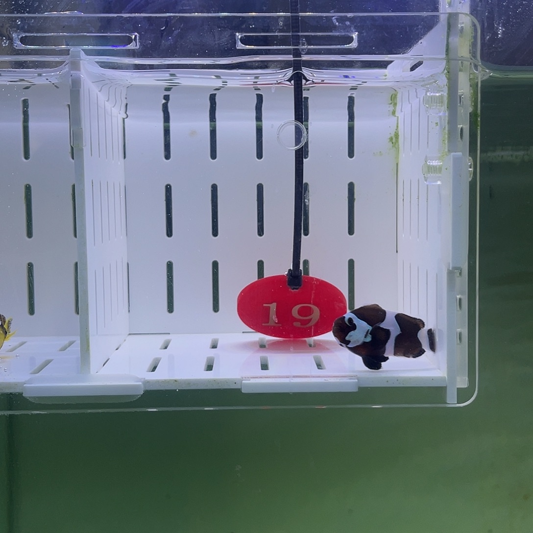 海水鱼恶魔小丑鱼