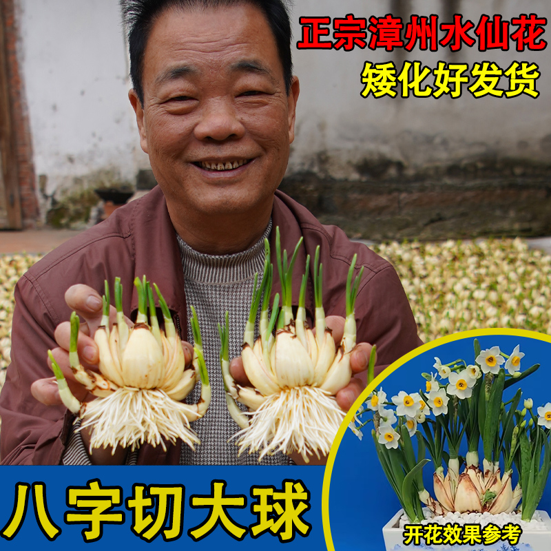 八字切花王漳州水仙花年宵花易活好奍