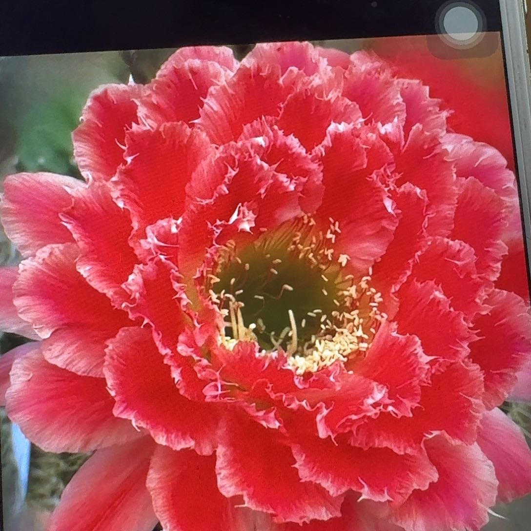 蒙娜丽莎侧芽5公分毛花柱仙人球