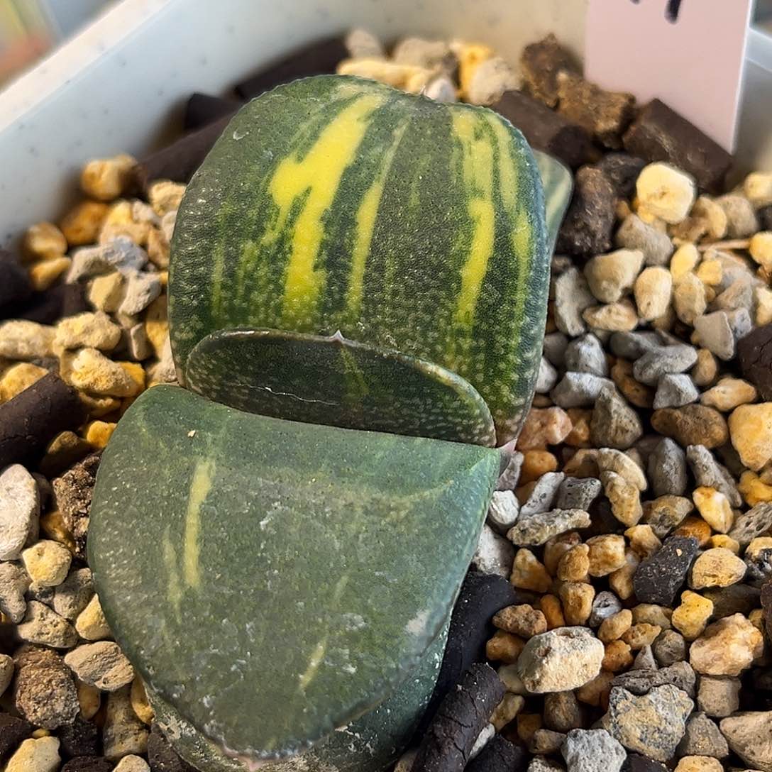 99脱土发货11111111