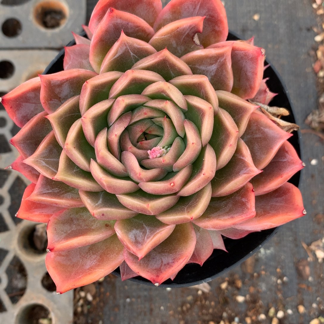 8377杂交多肉老桩