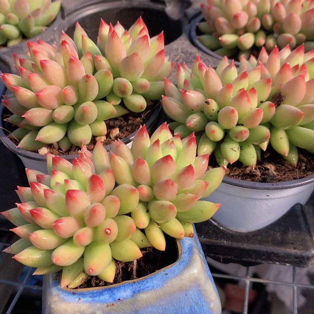 双头黄体虞美人34567889990