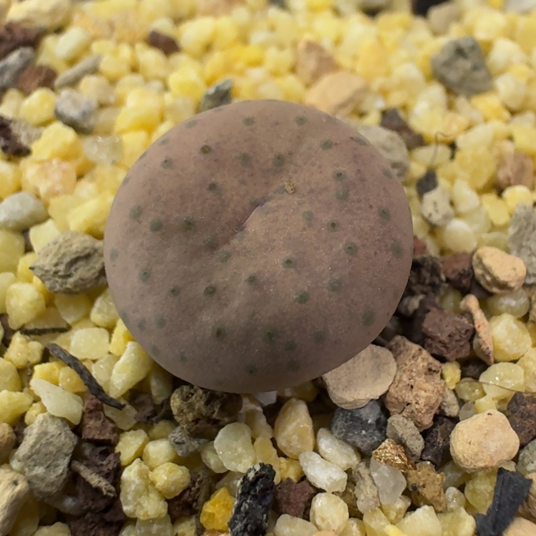 337 大型奶油嘴2年苗。       