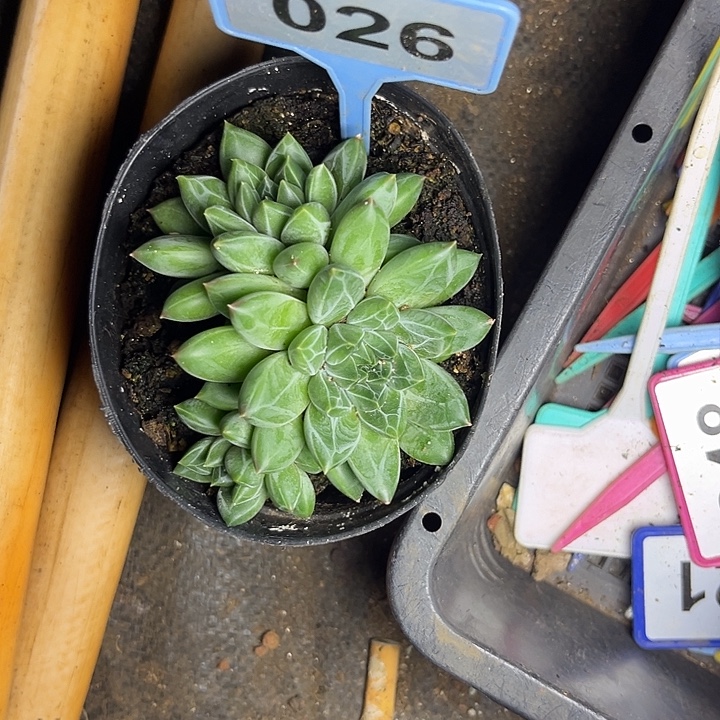 多肉植物雪花美人026