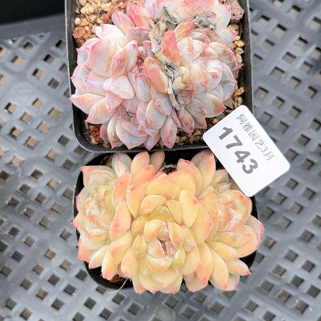 阿雅园艺。    1743