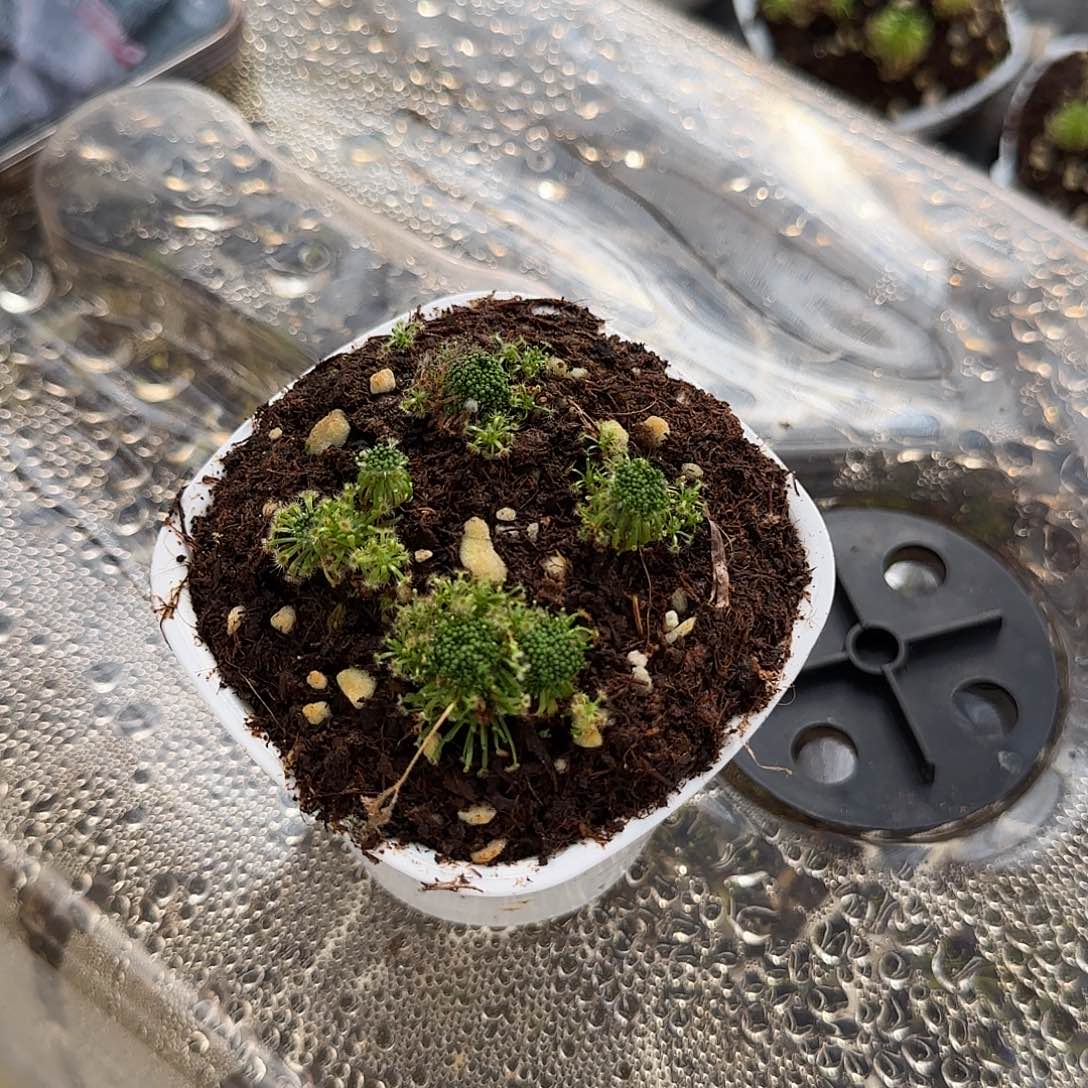 无花朵山下茅膏菜