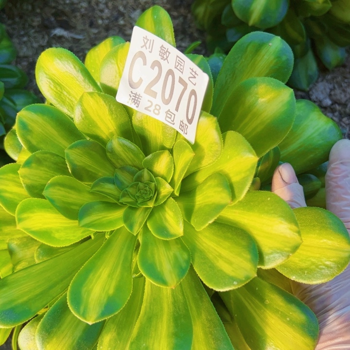 2070多肉植物法师翡多肉植物