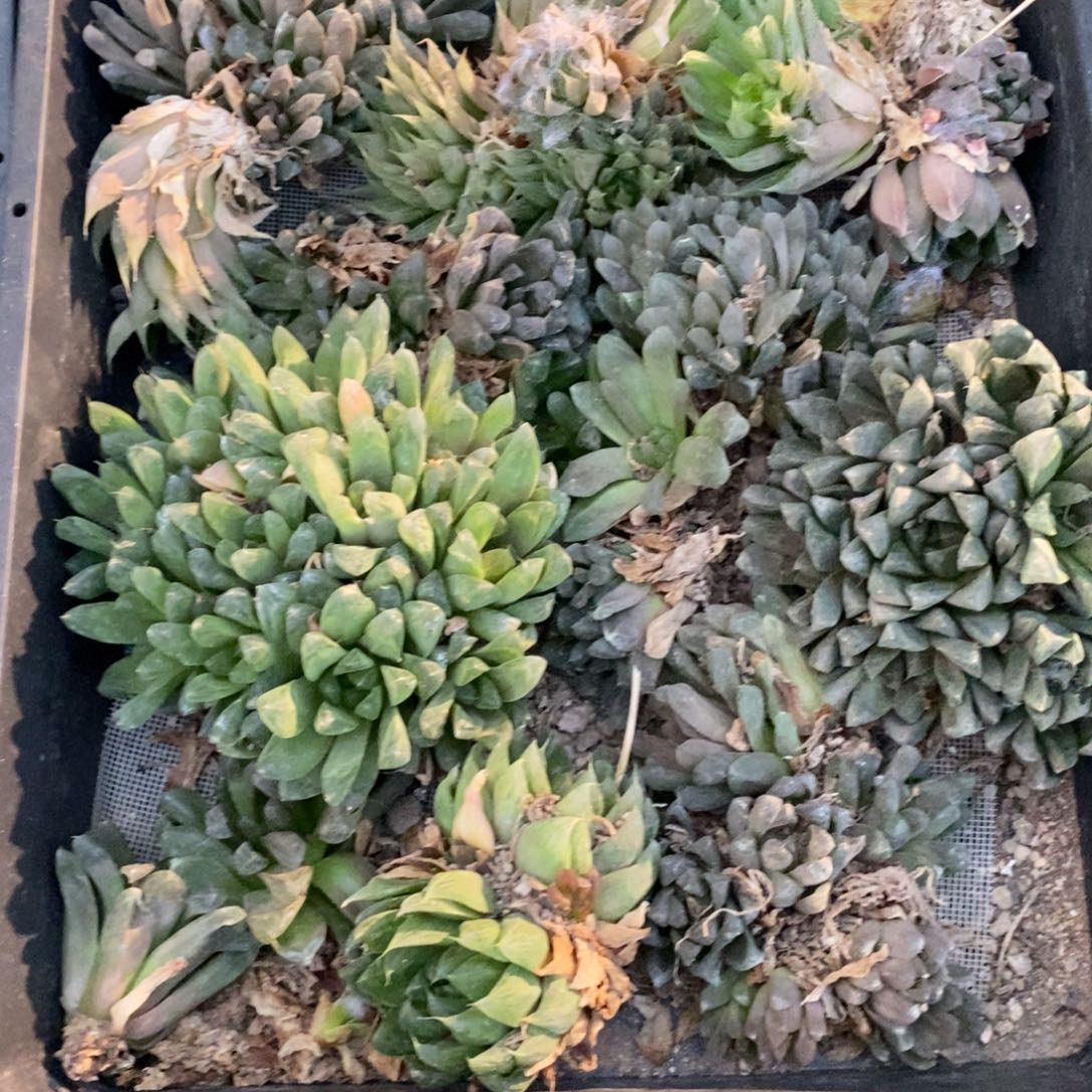 阿***妹2655 一整筐全部 新粉福利