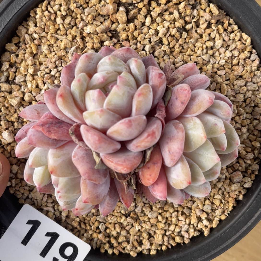 橙梦露三头多肉植物119