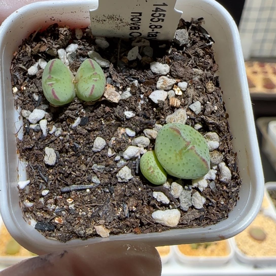 肉锥多肉植物百科-1455.8、858