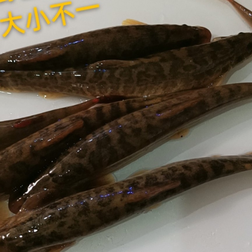 大兴安岭野生鲜活速冻花泥鳅