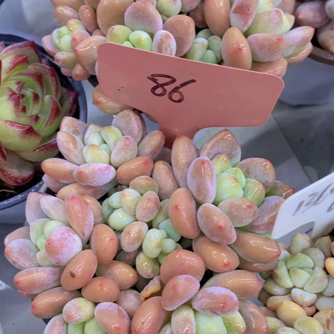 今天开心，精品多肉，一物一拍