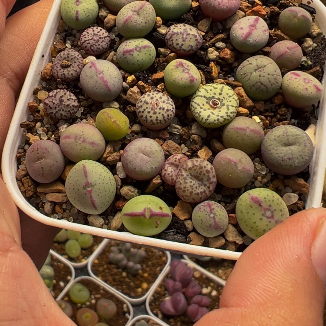 163多肉植物种类多样