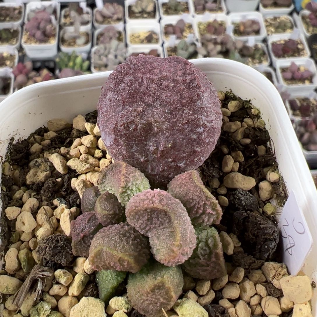 冰晶颗粒款实生新品