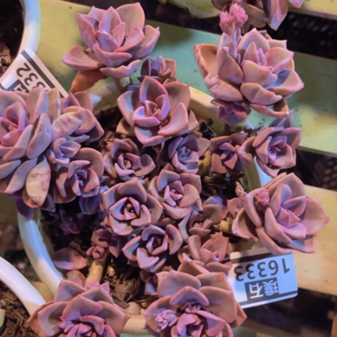 【闪购商品】彩虹糖16333