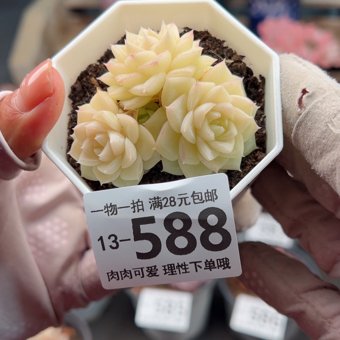 白天鹅麦秆多肉多肉多肉多肉