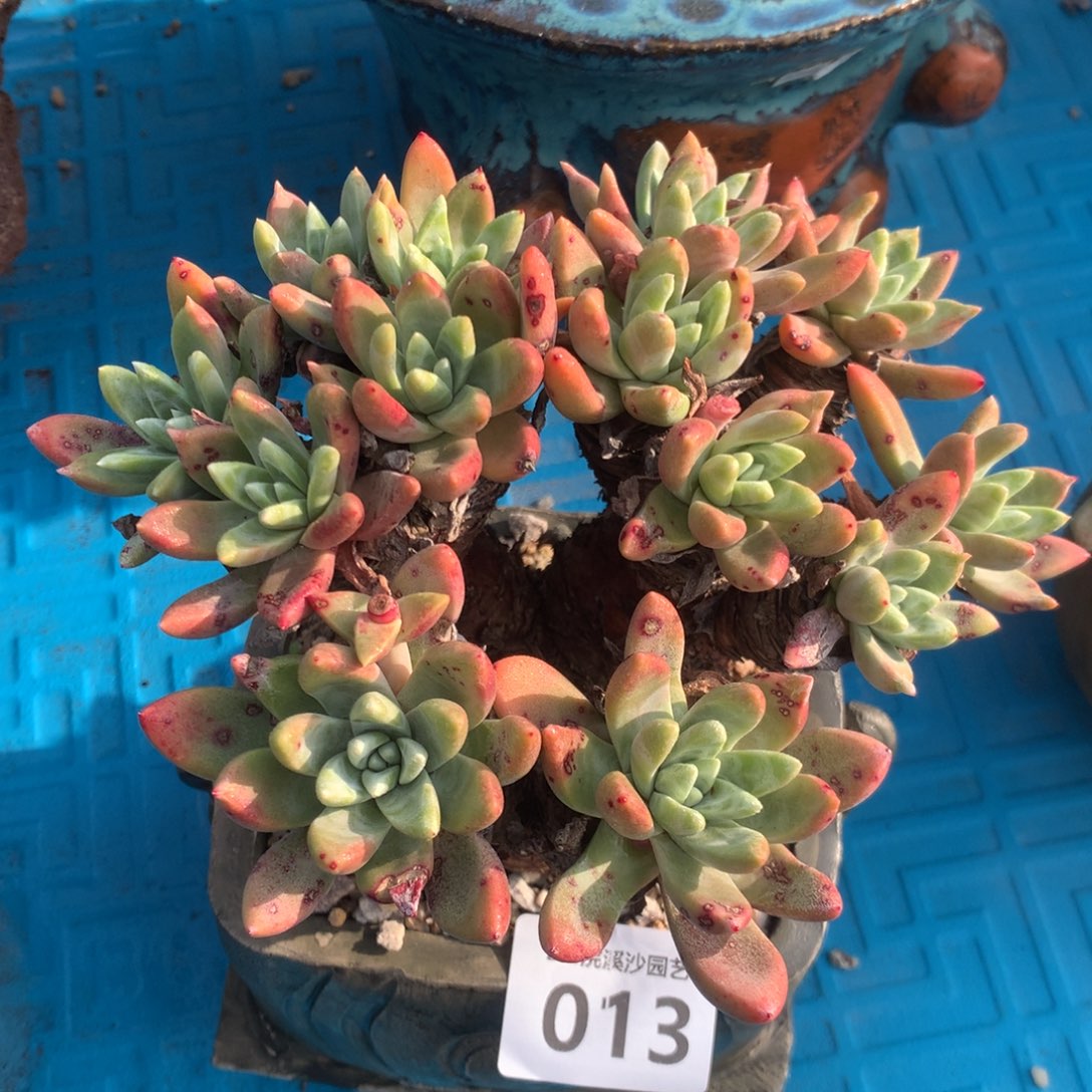 海瑟杂法瑞，2月8日发货多肉