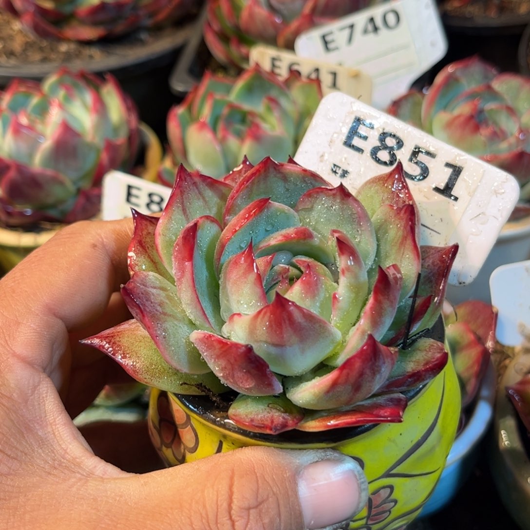 惊鸿一瞥851号多肉