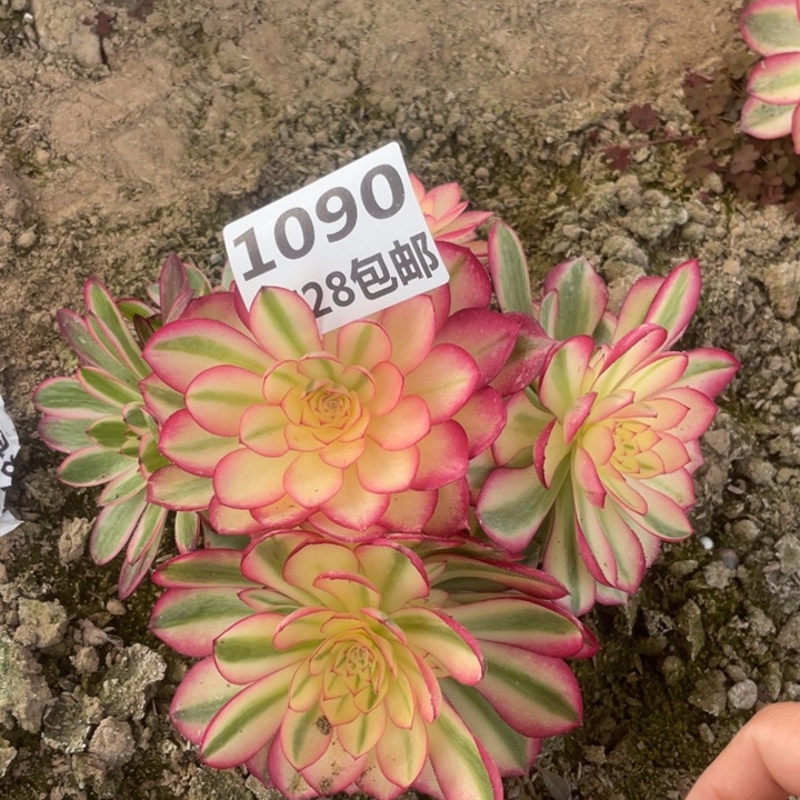 犯****诛1090倾城母本二号棚F