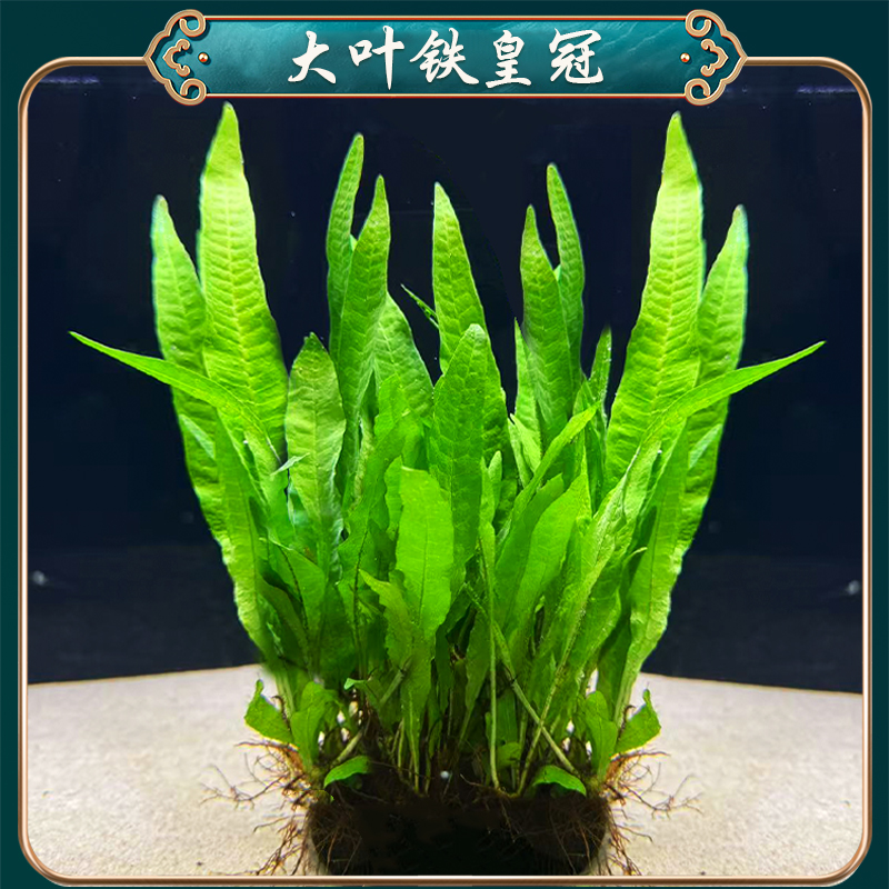 【大叶铁皇冠大坨】鱼缸造景水草植物真草好养活入缸成景阴性淡水