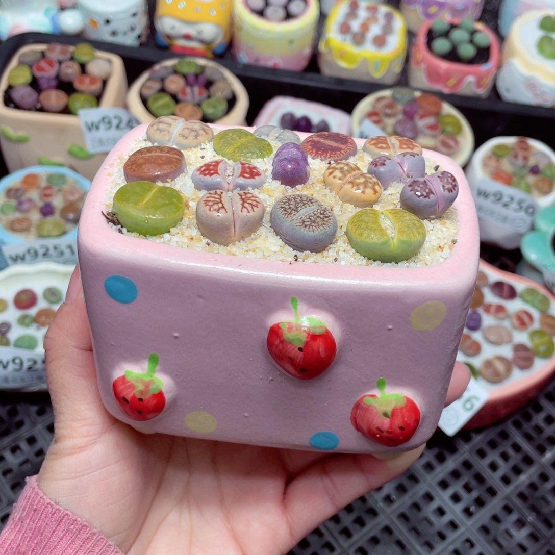 w9259 -零下地区拍保温箱 -15支持寄养