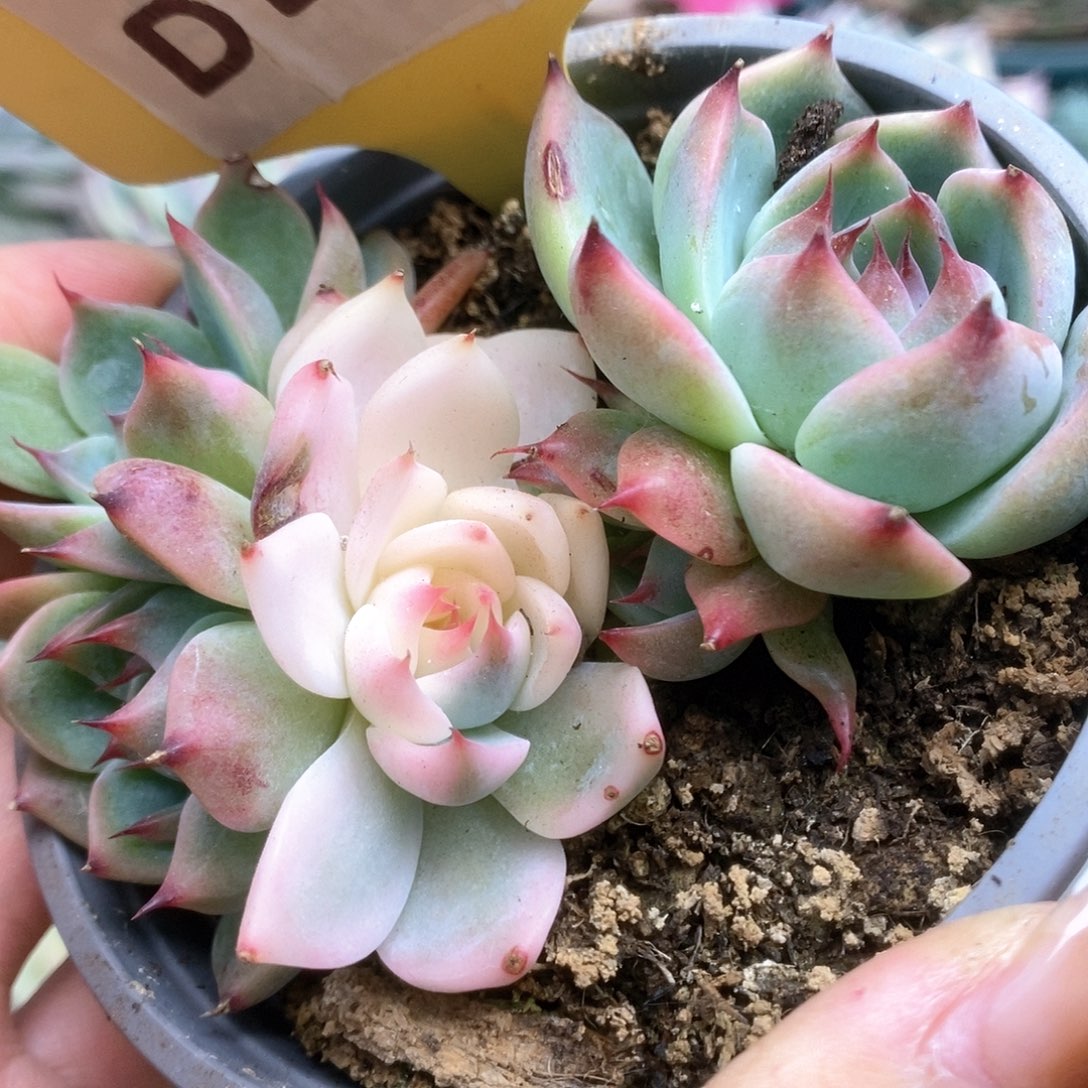 034锦锦锦锦锦锦锦