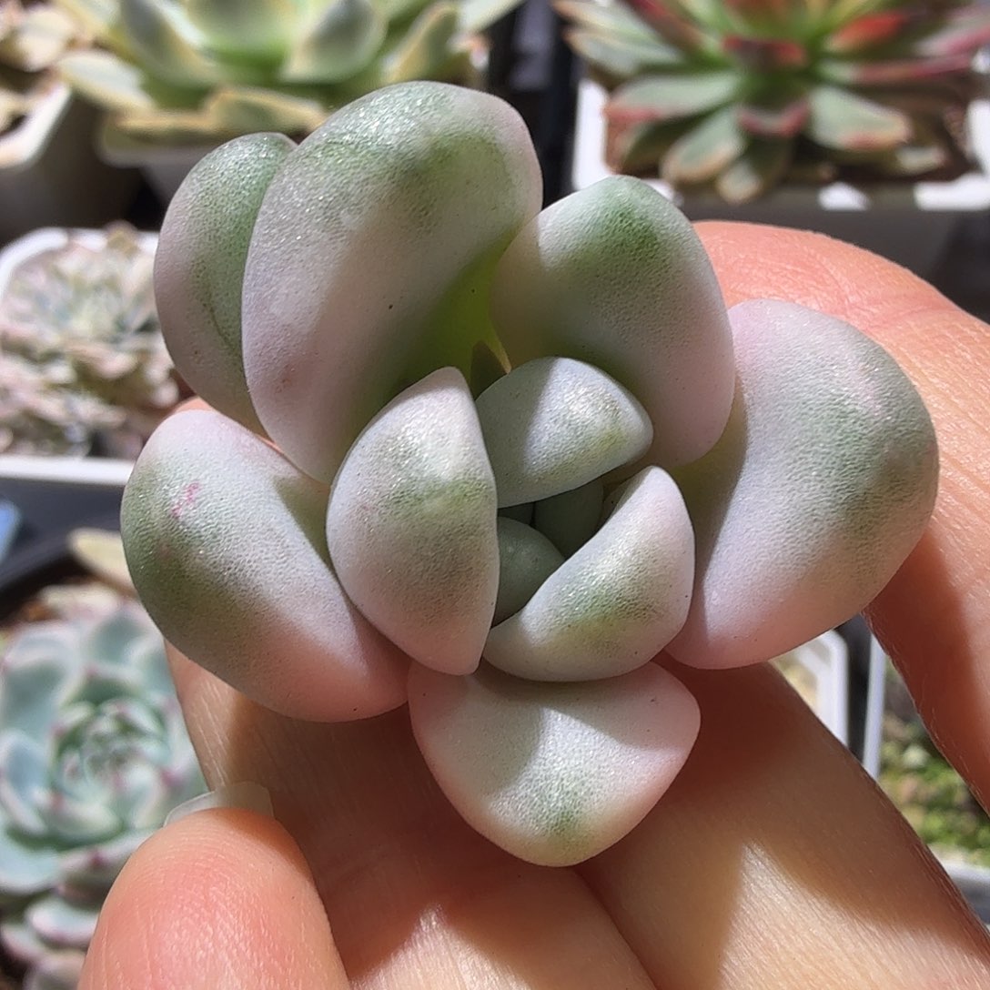 喂****花斑路锦，多肉植物。