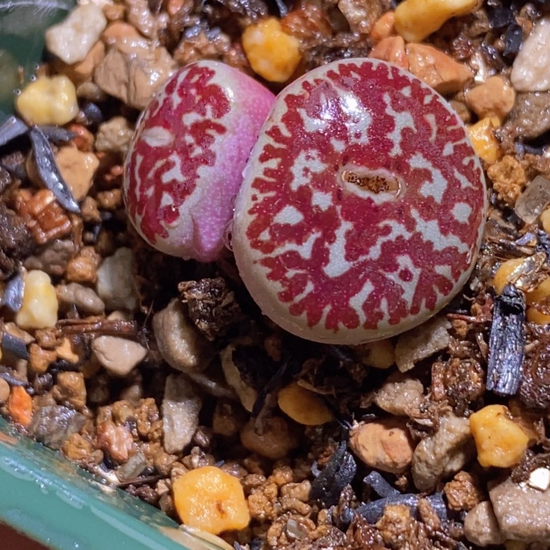 优选超粗纹路超墨双头