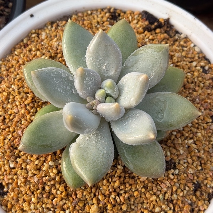 超胖体 哥特萝莉 